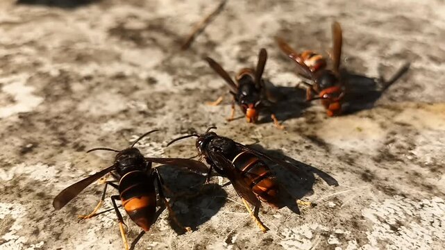 오래된 패널 위의 이끼와 유인 꿀을 먹는 장수말벌과 등검은말벌 4 Asian Giant Hornet and Yellow-legged Hornet feeding on moss and bait honey on an old panel