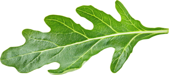a rocket leaf 