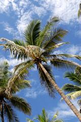 Obraz premium palm trees against blue sky
