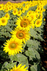 Obraz premium field of sunflowers