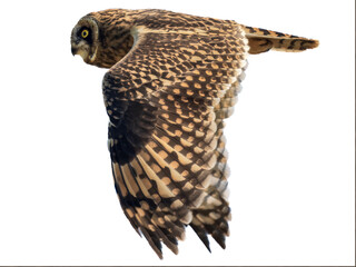 Short-eared owl or Asio flammeus dives in flight with stretched wing, isolated on transparent background