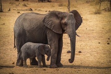 Fototapeta premium African elephant in Africa on the savannah