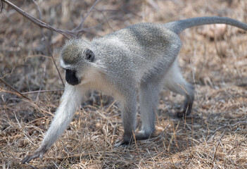 green monkey in the bush of Kruger National Park South Africa