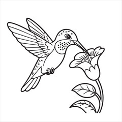 kids’ coloring pages, kids, coloring, pages, Hummingbird in black and white pattern feeding nectar from a flower exhibits transparent background