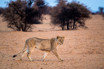desert lion from africa namibia