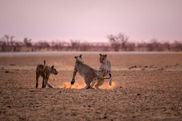 desert lion from africa namibia