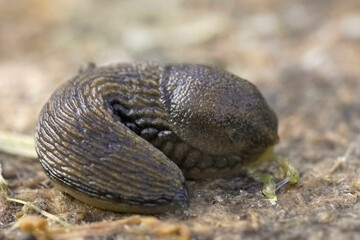 Close up view of a slug, its texture creating a beautiful natural pattern across its body, a glimpse into the wild, natural world.