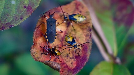 Harlequin Bugs on Green Leaves – Macro Photography of Colorful Stink Bug Nymphs in Natural Habitat
