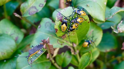 Harlequin Bugs on Green Leaves – Macro Photography of Colorful Stink Bug Nymphs in Natural Habitat