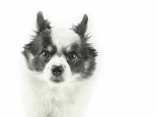 Close-up of the face of a Chihuahua dog, with white and black fur.