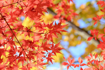 Autumn Maple Leaves with Sunny Backlight