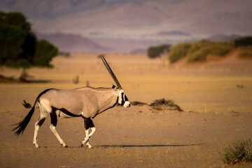 gemsbok in africa on the savannah