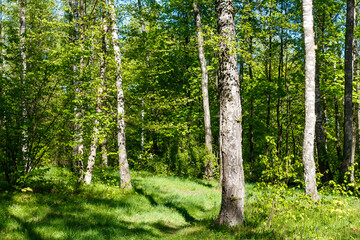 Fototapeta premium Lush green forest glade bathed in bright sunlight. Tall tree trunks, vibrant foliage, and dappled shadows on verdant grass portray a serene natural scene