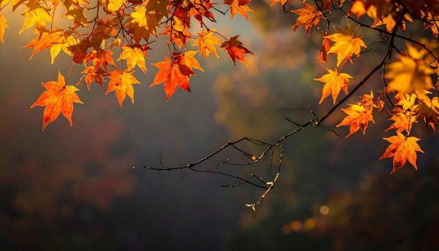 Sunlit orange and red maple leaves against a blurred autumnal background