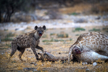 spotted hyenas namibia in africa on safari