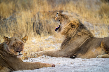 desert lion from africa namibia