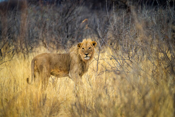 desert lion from africa namibia