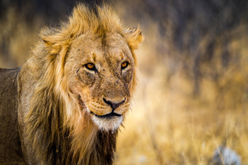 desert lion from africa namibia