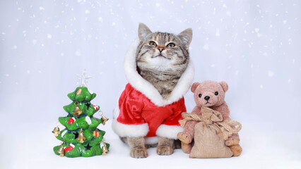 Cute cat in Santa costume with teddy bear and Christmas tree, falling snow on white background, festive winter holiday pet portrait, cozy Christmas concept, studio photo