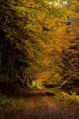 A path in the autumn forest