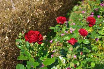 Spring Roses Blooming in Paris — Promenade Pereire, France, May 8, 2022