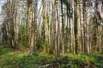Dense, vibrant forest scene featuring a medley of tall trees, some bare, some evergreen. Green undergrowth carpets the ground, kissed by dappled sunlight