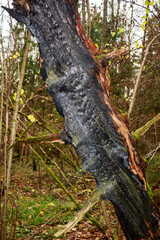 Gnarly, charred tree trunk dominates this autumn forest scene. Its rugged, dark surface contrasts with hints of green moss and muted background foliage