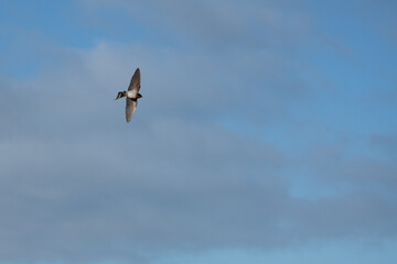 A bird is flying in the sky with a cloudy background