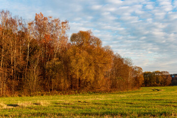 Golden-hued autumn trees line a vibrant green field under a serene blue sky with fluffy clouds. Tranquil fall countryside scene at dusk