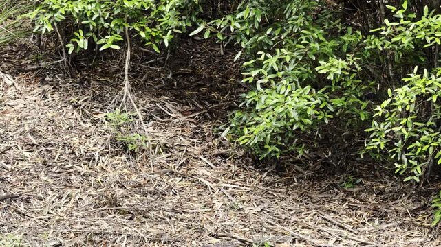 Tasmanian Tiger Snake, notechis scutatus humphreysi, a venomous snake endemic to Tasmania and usually found around water, at the crossing of Pieman River, Corinna, Tasmania.