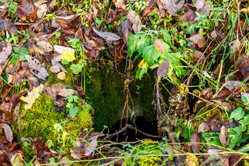 Old uncovered sewage well hidden amidst lush moss and autumn leaves. A dangerous, neglected hazard in a vibrant, wild natural setting, hinting at forgotten infrastructure