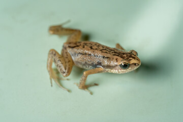 Macro Close-up of a Small Brown Striped Frog or Froglet