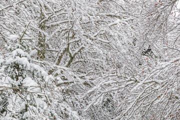 Forest landscape under fresh snow in the south in the French Pyrenees.
Camurac in Occitanie in Aude.
