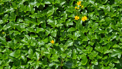 A dense, close-up view of bright green foliage, likely groundcover, with a few small, scattered yellow daisy-like flowers visible amongst the leaves. Background style.