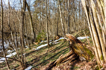 A rugged forest slope in early spring, dappled with sunlight. Bare trees stand tall, with patches of melting snow and an old, decaying log adding texture to the scene