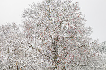 Fototapeta premium Forest landscape under fresh snow in the south in the French Pyrenees. Camurac in Occitanie in Aude. 