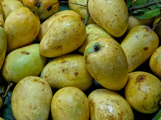 A pile of “Mamuang Tok Tuek” (Falling Mango) , a traditional mango variety from Chachoengsao Province, Thailand,  displayed for sale at a market.