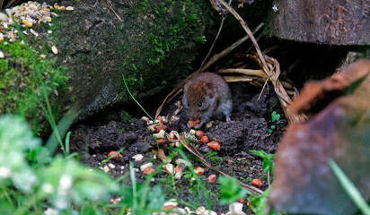 Voles eating dropped food under the bird feeders