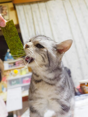 海藻が好きな猫