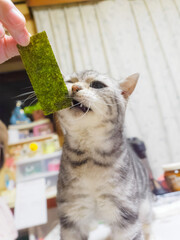 海藻に噛みつく猫