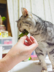海苔にかぶりつく猫