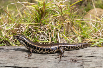 Australian Eastern Water Skink basking on log