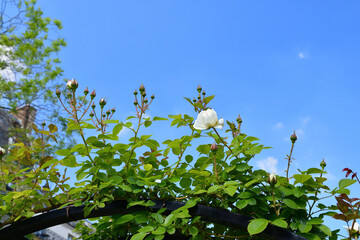 Spring Roses Blooming in Paris &mdash; Promenade Pereire, France, May 8, 2022