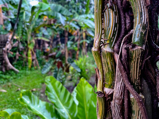 tropical vines and green leaves growing on tree trunk after rain in lush jungle