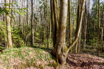 Obraz premium Gnarly old tree anchors a vibrant early spring forest scene. Fresh green sprouts and moss hint at new life in the tranquil woods