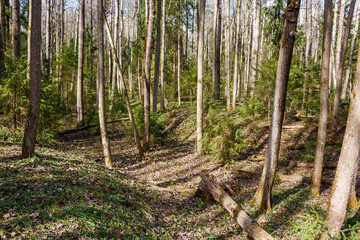 Sunlit spring woodland with a carpet of fallen leaves and new green shoots. Tall trees rise from an undulating forest floor, dappled in light and shadow