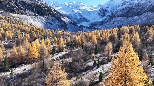 aerial autumn forest with yellow larches and glacier peaks near st moritz