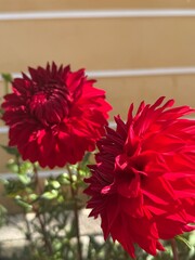 red dahlia flower