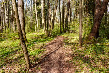 Fototapeta premium A serene forest trail winds through a vibrant spring woodland, bathed in dappled sunlight. Lush green undergrowth and towering trees create a tranquil natural escape