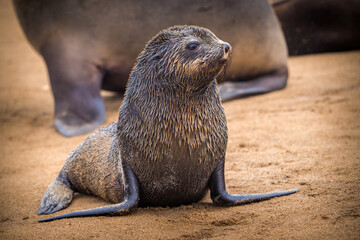 South African sea lion from Namibia